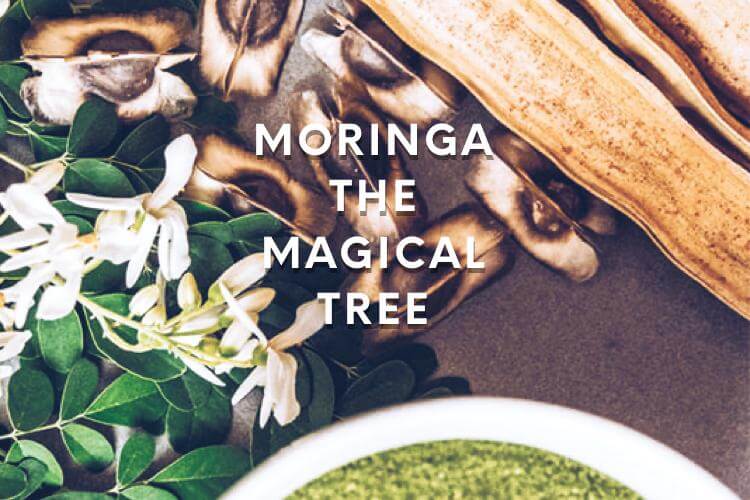 Moringa the magical tree